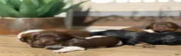 Miniature Dachshund dogs for sale: The Painted Prodigy - Ad 6