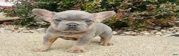 French Bulldog dogs for sale: Ruby - Ad 7