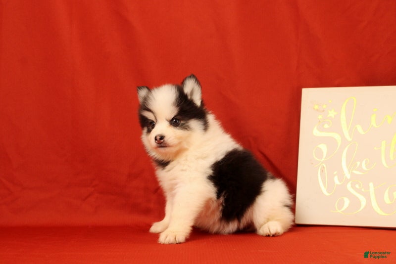 Pomsky dogs Zephaniah - Ad 2