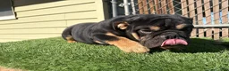 English Bulldog dogs for sale: KINGSTON – Black Tan Tri Loverboy in LA, CA - Ad 9