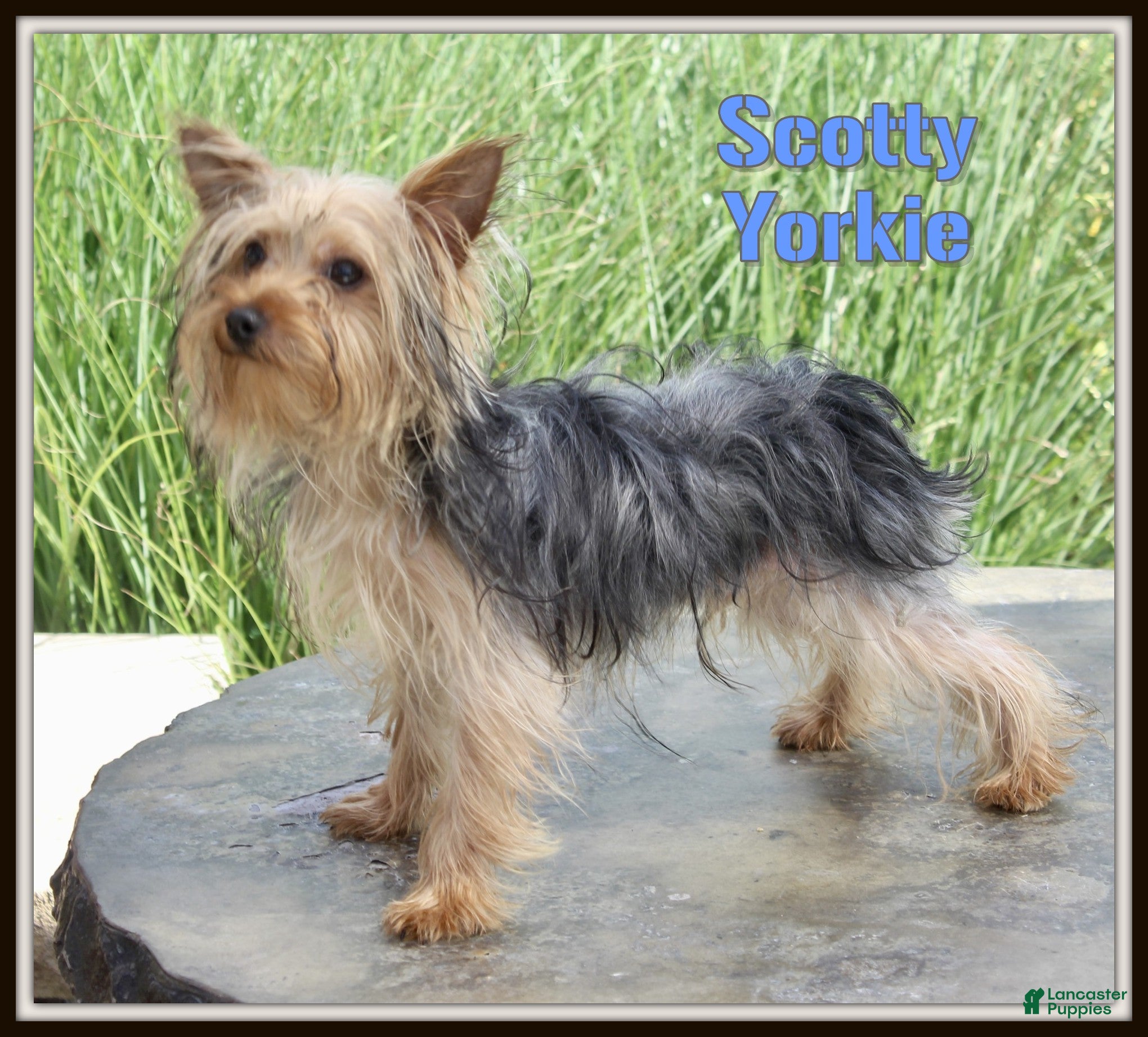 Yorkshire Terrier dogs Scotty - Ad 1
