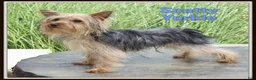 Yorkshire Terrier dogs for sale: Scotty - Ad 1