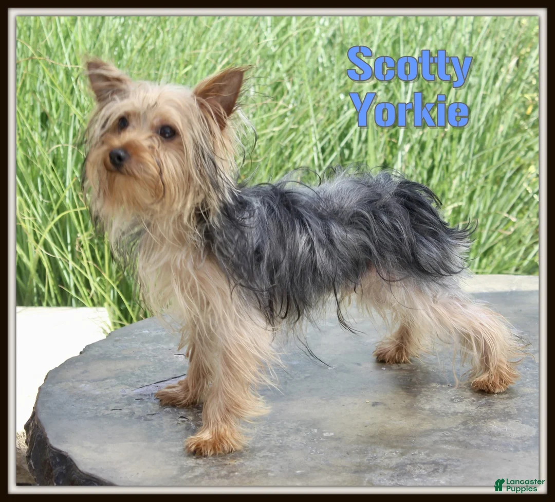 Yorkshire Terrier dogs for sale: Scotty - Ad 1