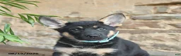 German Shepherd dogs for sale: Nova - Ad 4