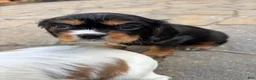 Cavalier King Charles Spaniel dogs for sale: Cavalier King Charles Spaniel Puppy 2 - Ad 2