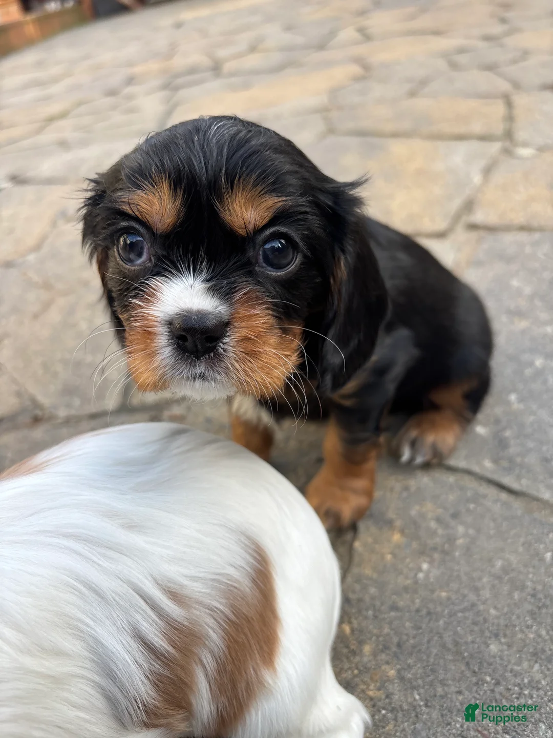 Cavalier King Charles Spaniel dogs for sale: Cavalier King Charles Spaniel Puppy 2 - Ad 2