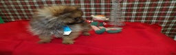 Pomeranian dogs for sale: Blitz - Ad 3