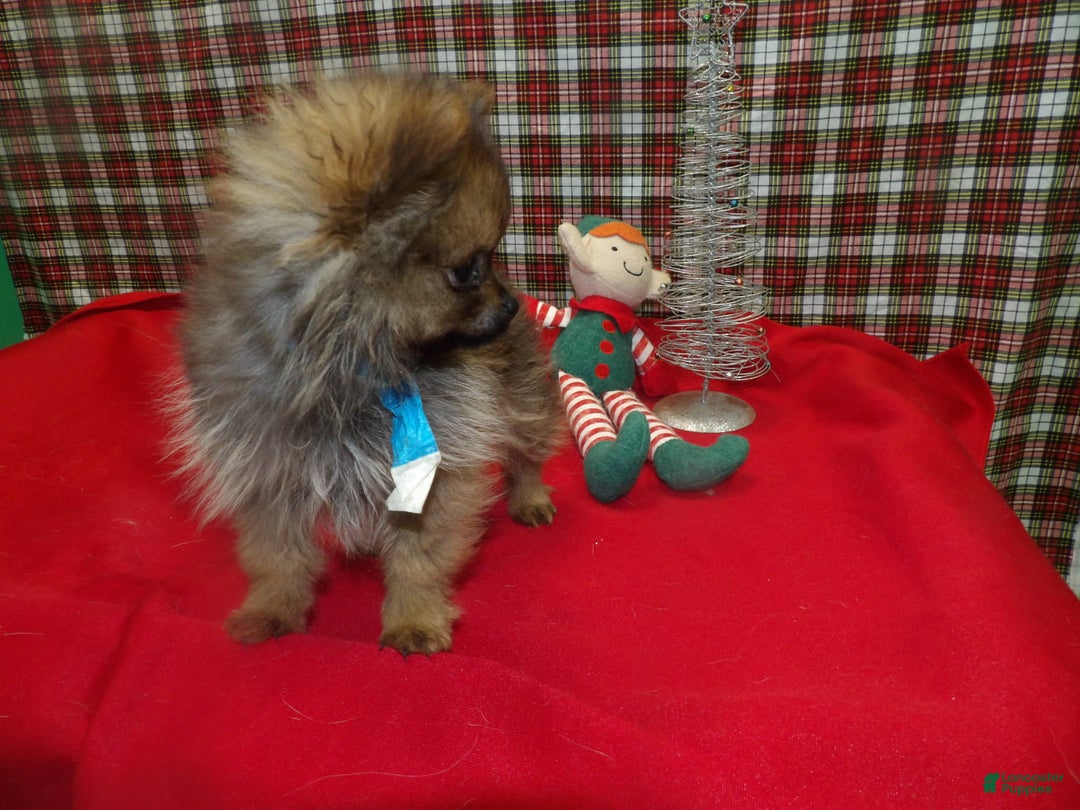 Pomeranian dogs for sale: Blitz - Ad 3