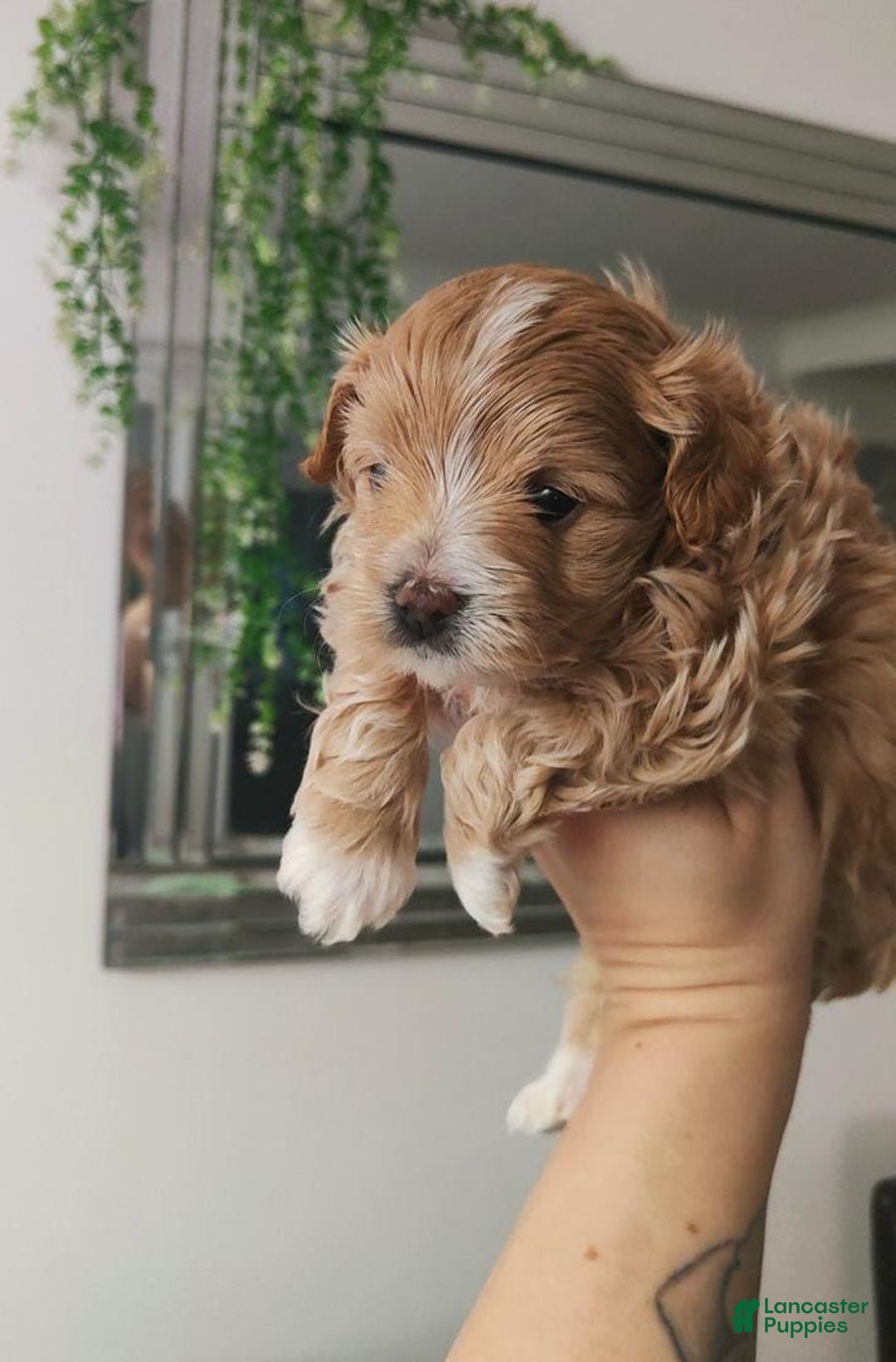 Maltipoo dogs for sale: Ella - Ad 4