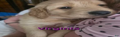 Virgina (purple)