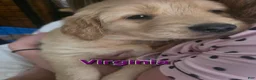 Golden Retriever dogs for sale: Virgina (purple) - Ad 1