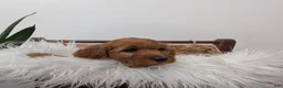 Irish Doodle dogs for sale: Mini Irish Doodle 2 - Ad 2