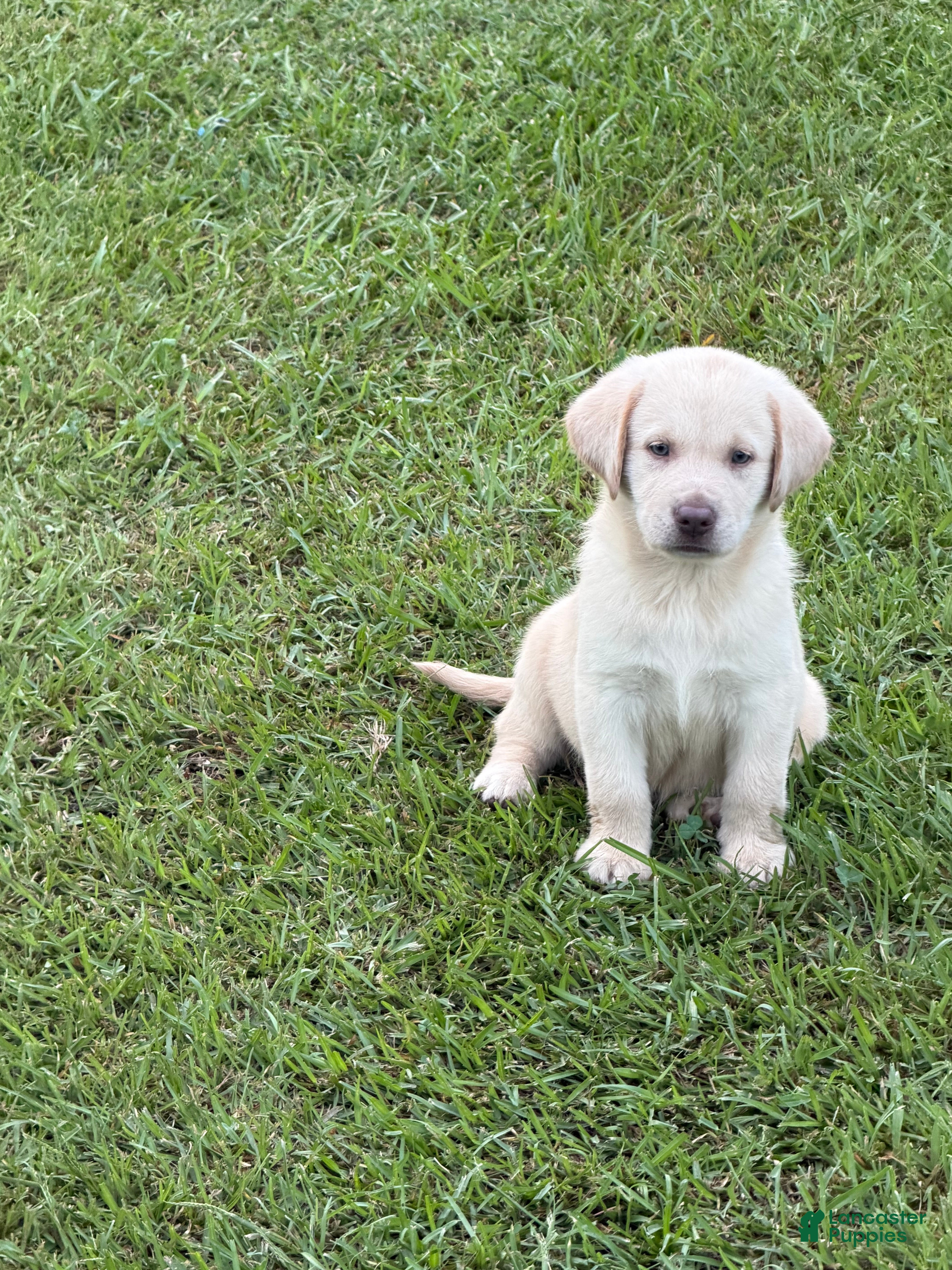 Labrador Retriever dogs Rivers - Ad 18
