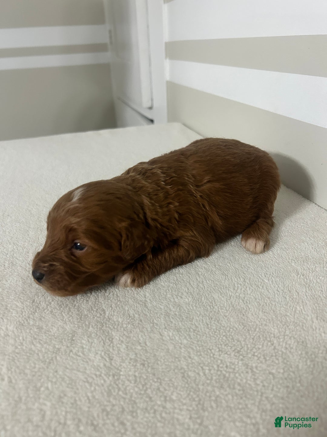 Mini Goldendoodle dogs for sale: Carlos - Ad 3