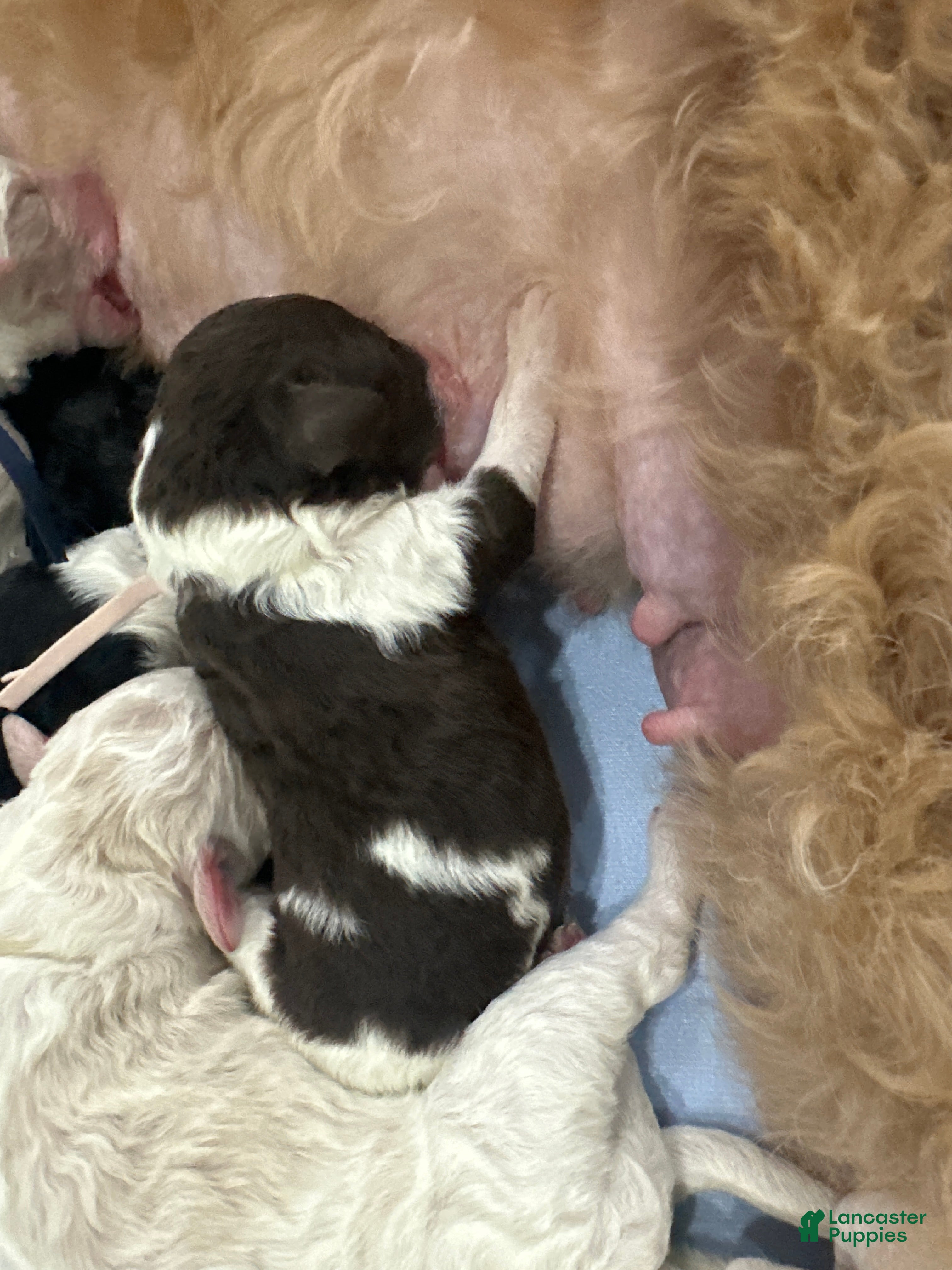 Goldendoodle dogs Blush 🩷 - Ad 8
