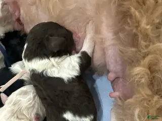Goldendoodle dogs Blush 🩷 - Ad 14
