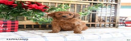 Mini Goldendoodle dogs for sale: Winter  - Ad 4
