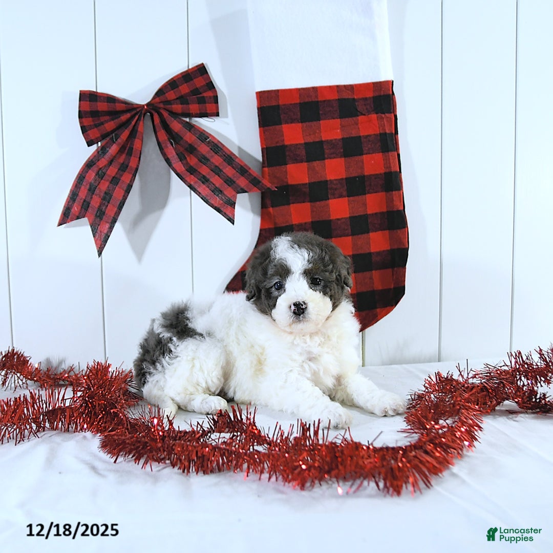 Mini Bernedoodle dogs for sale: Sophie - Ad 2