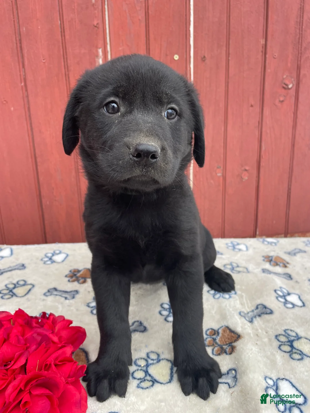 Sheprador dogs for sale: Athena - Ad 4