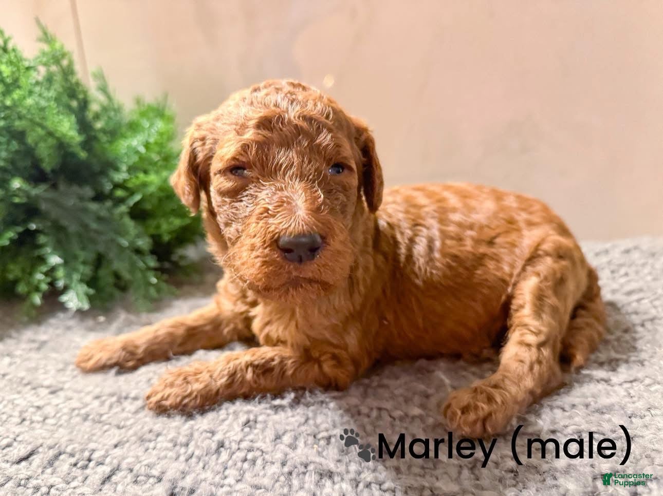 Goldendoodle dogs Goldendoodle Puppy 6 - Ad 40