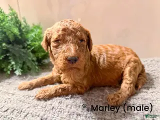 Goldendoodle dogs Goldendoodle Puppy 6 - Ad 40