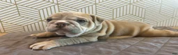 English Bulldog dogs for sale: Lola - Ad 8