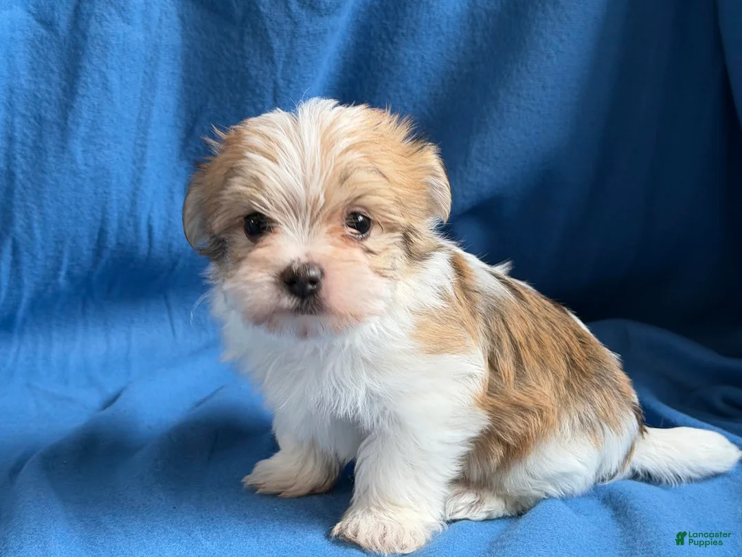Morkie dogs for sale: Patrick - Ad 1