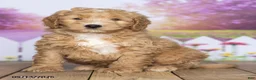 Mini Goldendoodle dogs for sale: Baxter - Ad 3