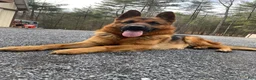 German Shepherd dogs for sale: Luke - Ad 5