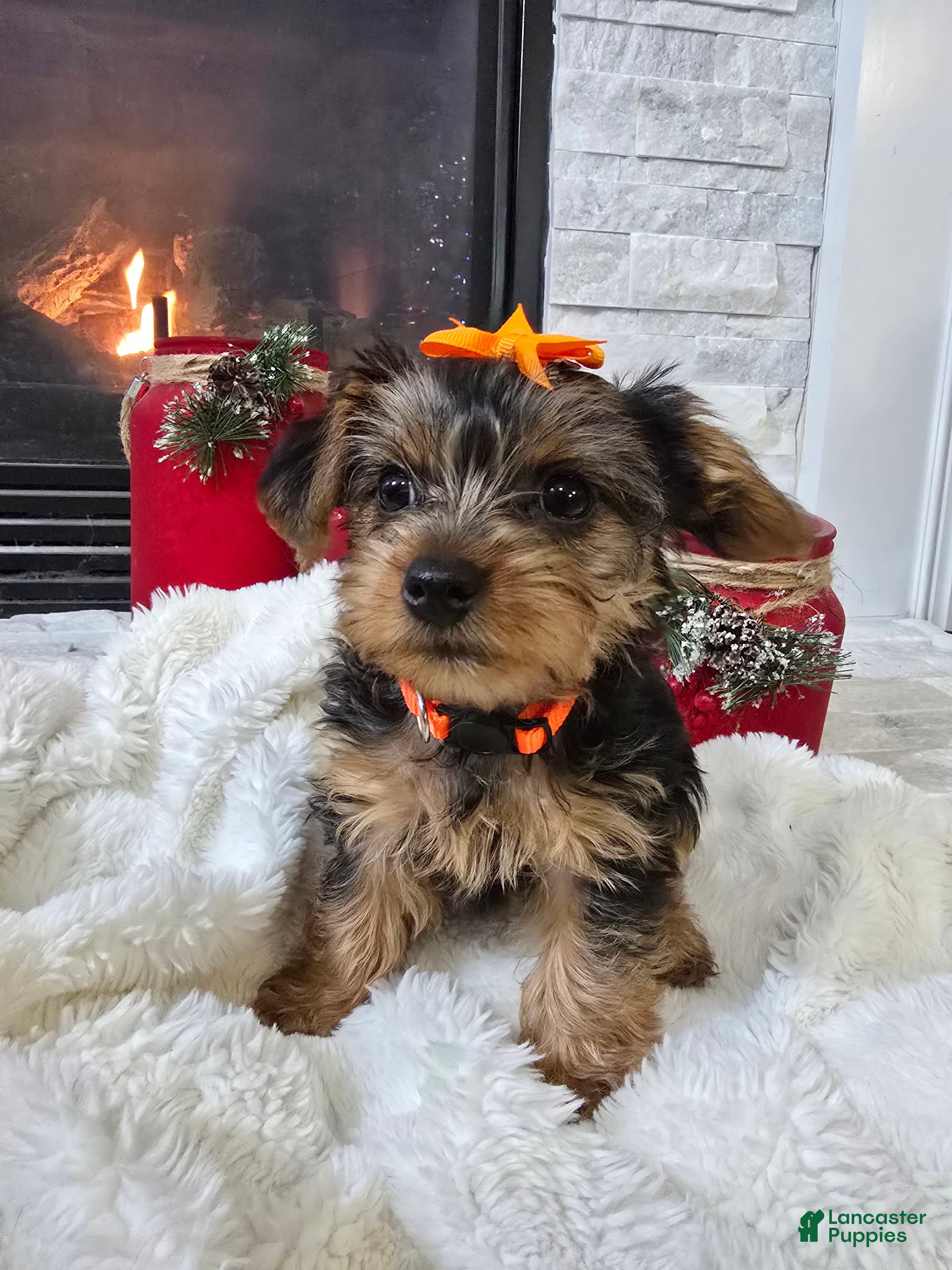 Yorkshire Terrier dogs Daisy - Ad 34