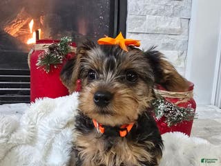 Yorkshire Terrier dogs Daisy - Ad 16