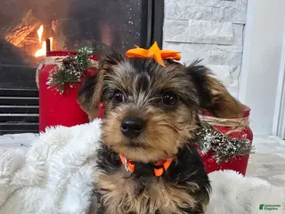 Yorkshire Terrier dogs Daisy - Ad 6