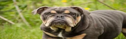 English Bulldog dogs for sale: Xena - Ad 7