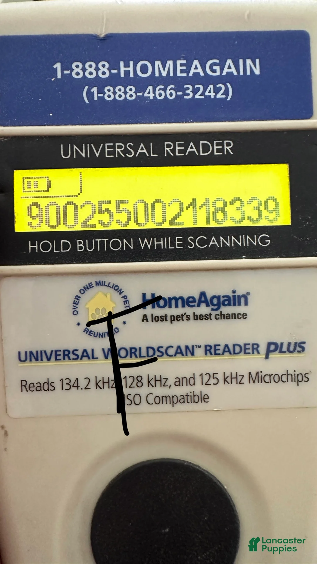 Bichpoo dogs for sale: Boy Eli - 8340 - Ad 7