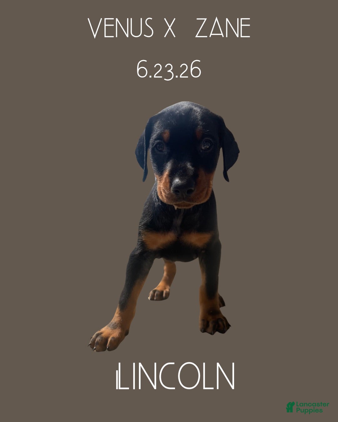Doberman Pinscher dogs Lincoln - Ad 1