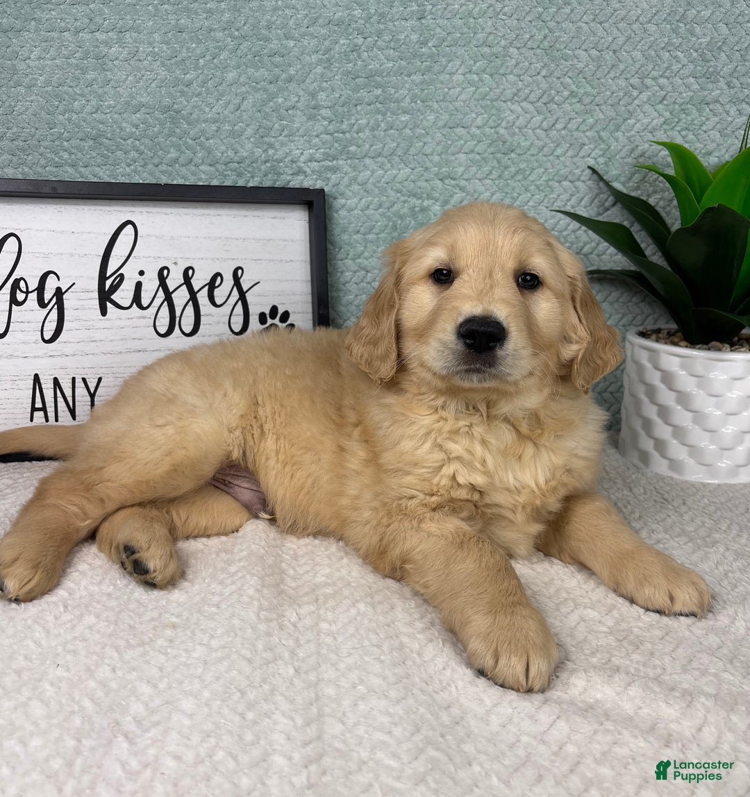 Golden Retriever dogs for sale: Grant - Ad 3