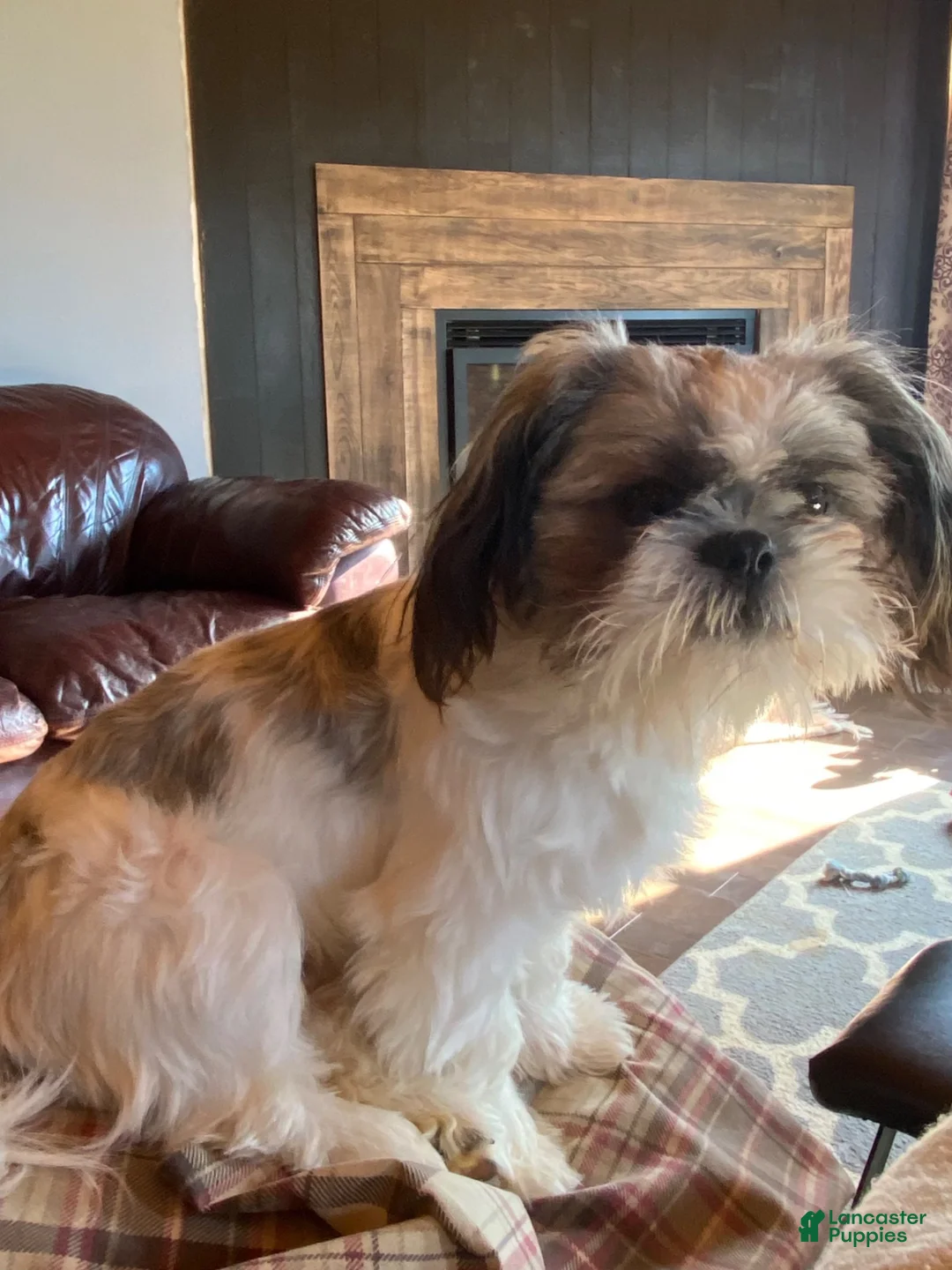 Shih Tzu dogs for sale: Hershey  - Ad 5