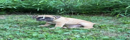 Mixed Breed dogs for sale: Blondie - Ad 2