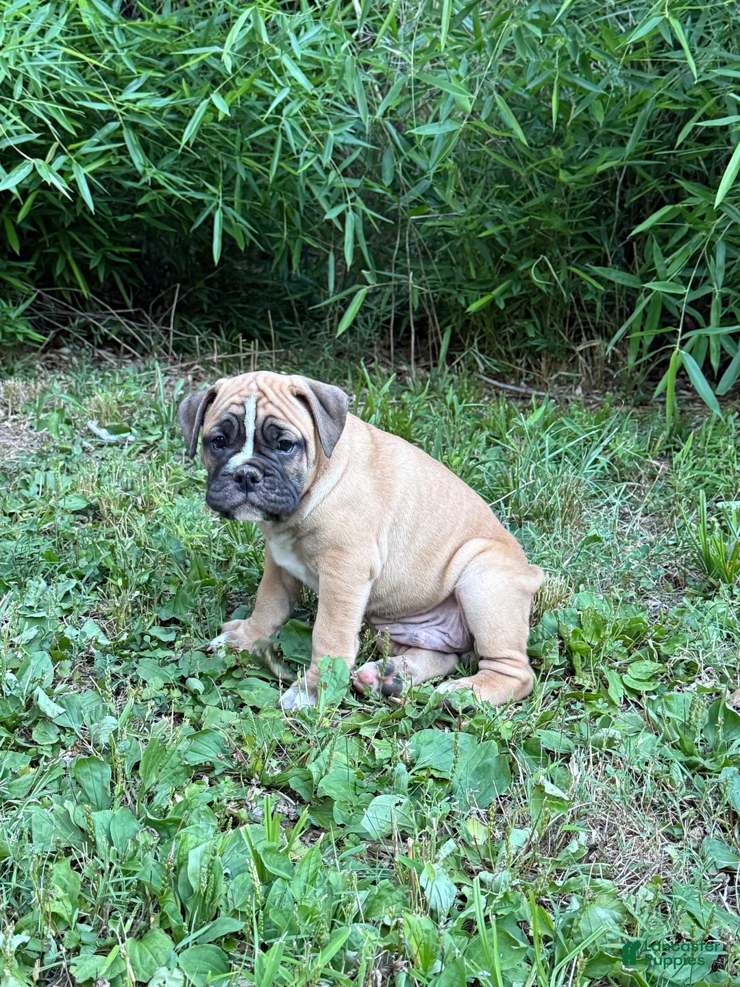 Mixed Breed dogs for sale: Blondie - Ad 2