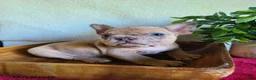 Frenchton dogs for sale: Jared - Ad 3