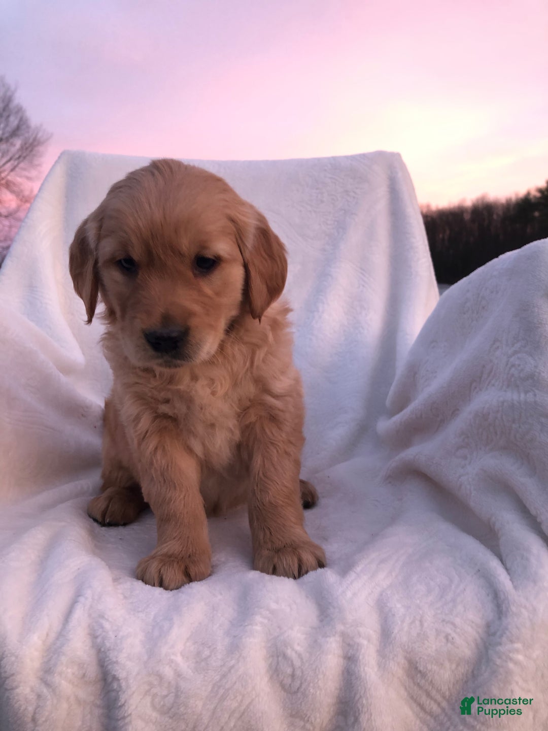 Golden Retriever dogs for sale: Reese’s  - Ad 2
