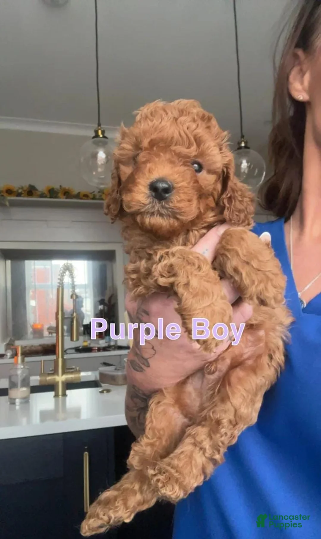 Cavapoo dogs for sale: Lex - Ad 1