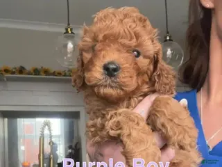 Cavapoo dogs Lex - Ad 10