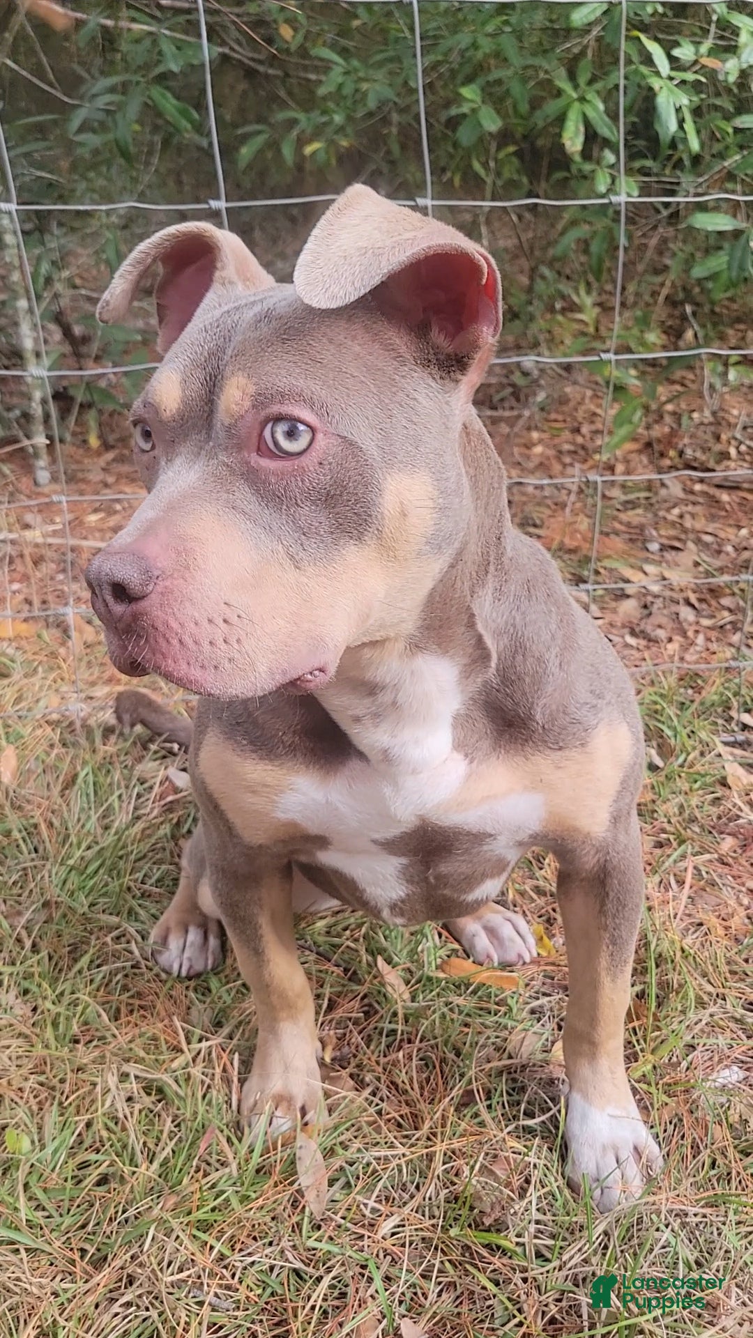American Bully dogs for sale: Gal - Ad 7