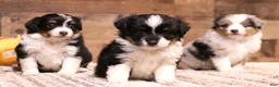 Toy Australian Shepherd dogs for sale: Reed blue merle male with blue eyes - Ad 3