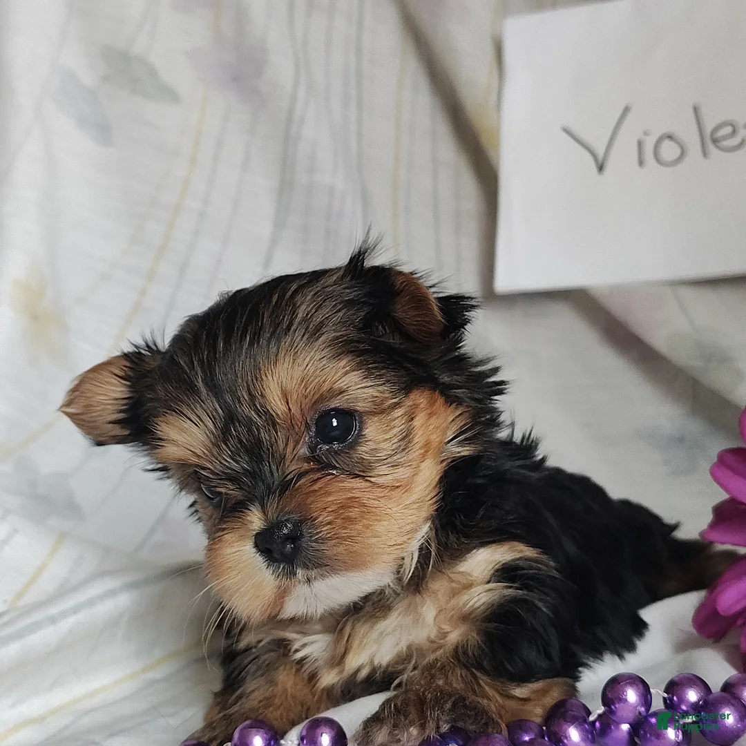 Yorkshire Terrier dogs for sale: Violet  - Ad 2
