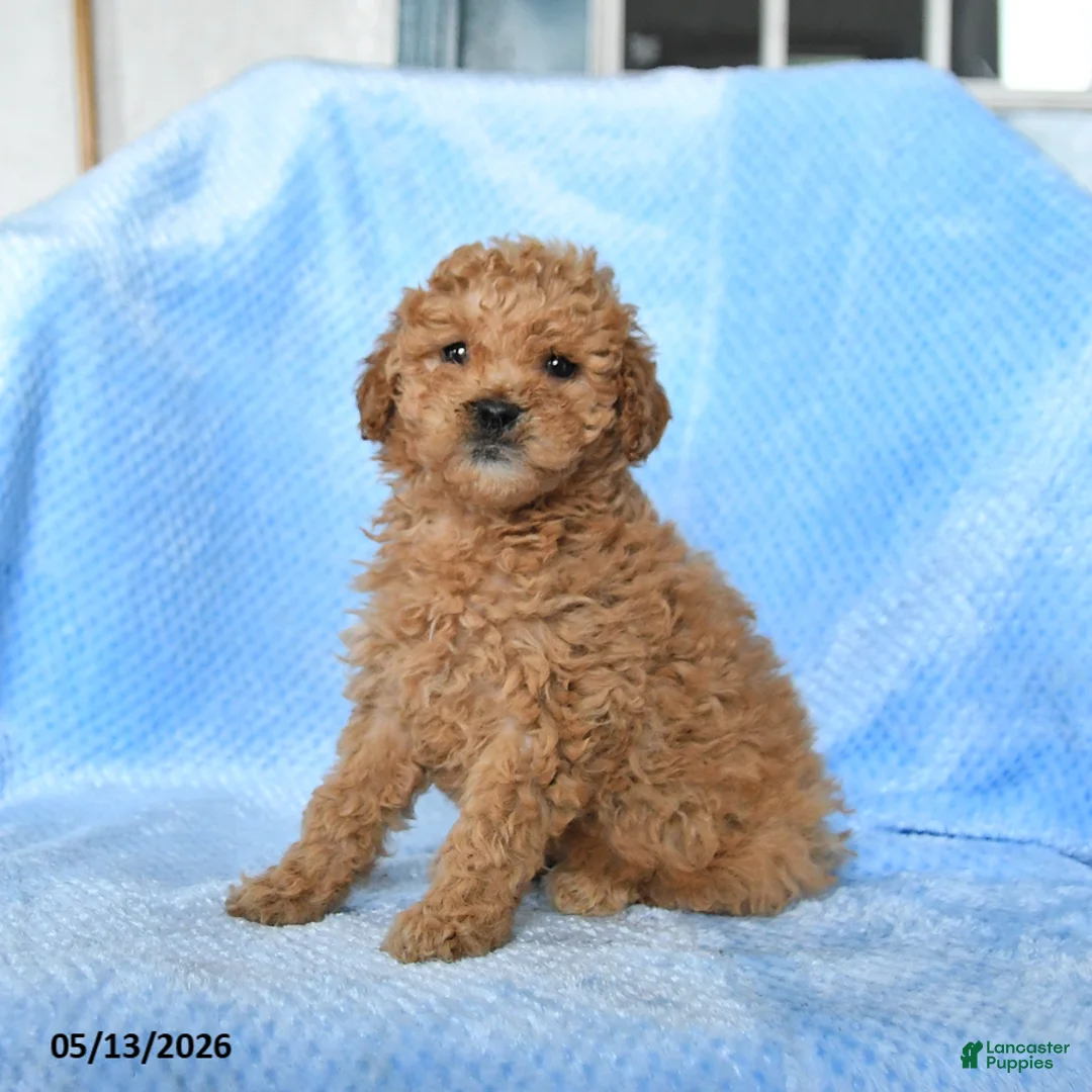 Miniature Poodle dogs for sale: Satin - Ad 2