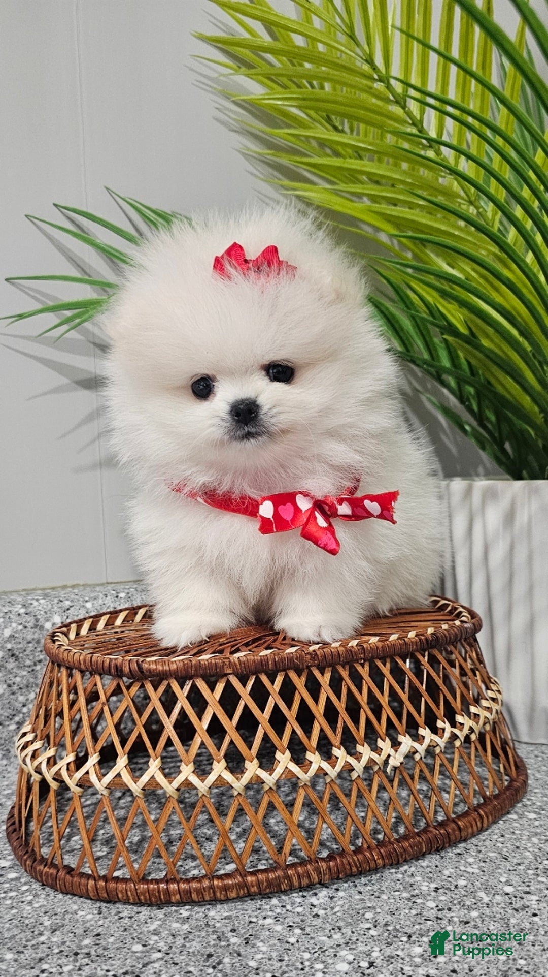 Pomeranian dogs for sale: Tiny Snow Fairy - Ad 1