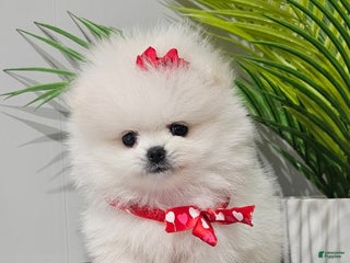 Pomeranian dogs Tiny Snow Fairy - Ad 4