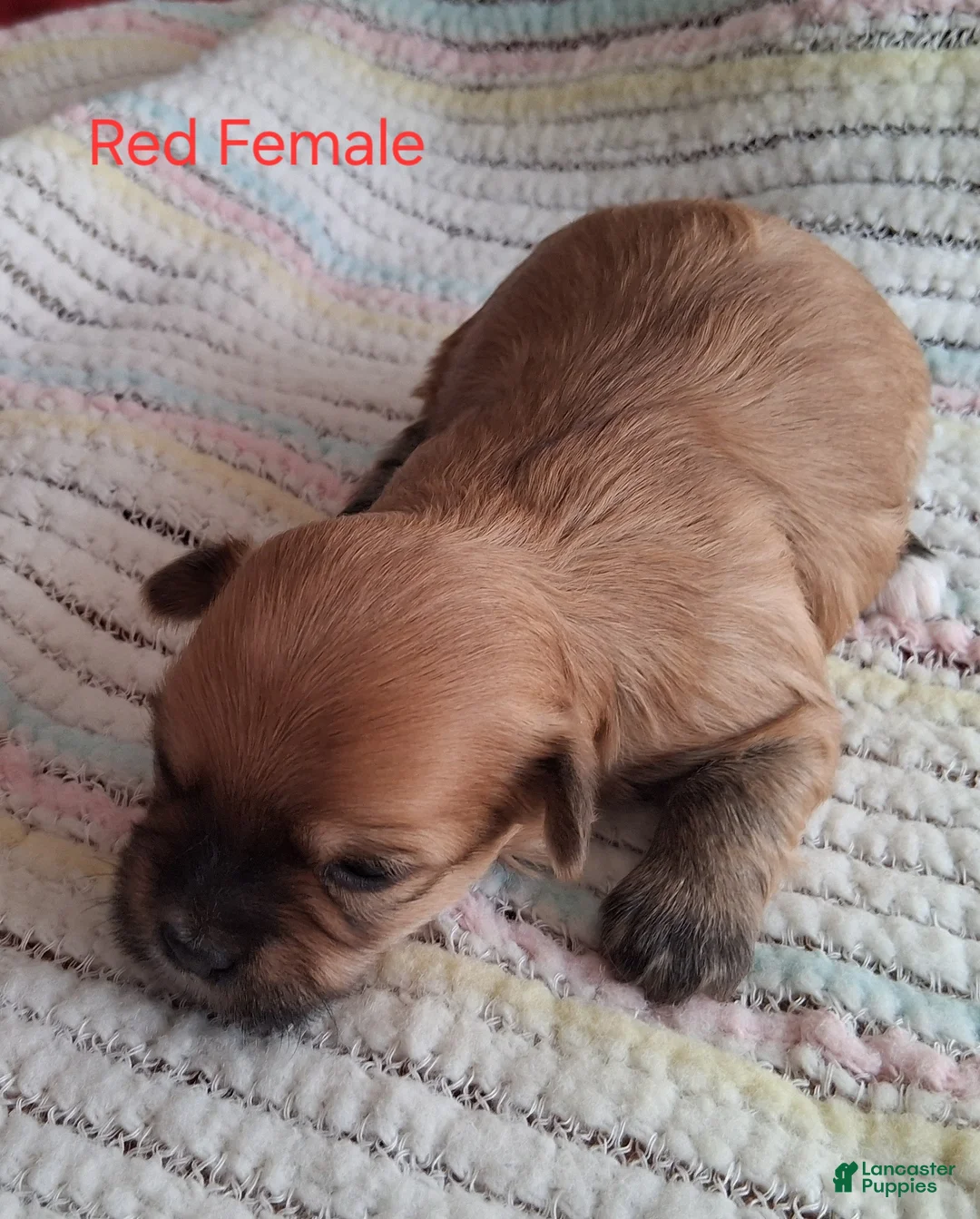Havanese dogs for sale: Red Female AKC Havanese - Ad 1